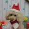 可愛い愛犬の撮影スポット～クリスマス～